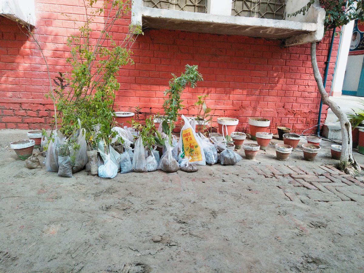 RealRamzan03's tweet photo. #PlantForPakistanDay
🌱🌴🌱 https://t.co/kR2qHcuTCS