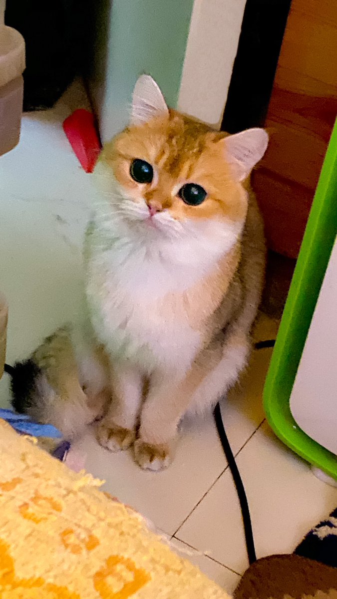 かわいい動物