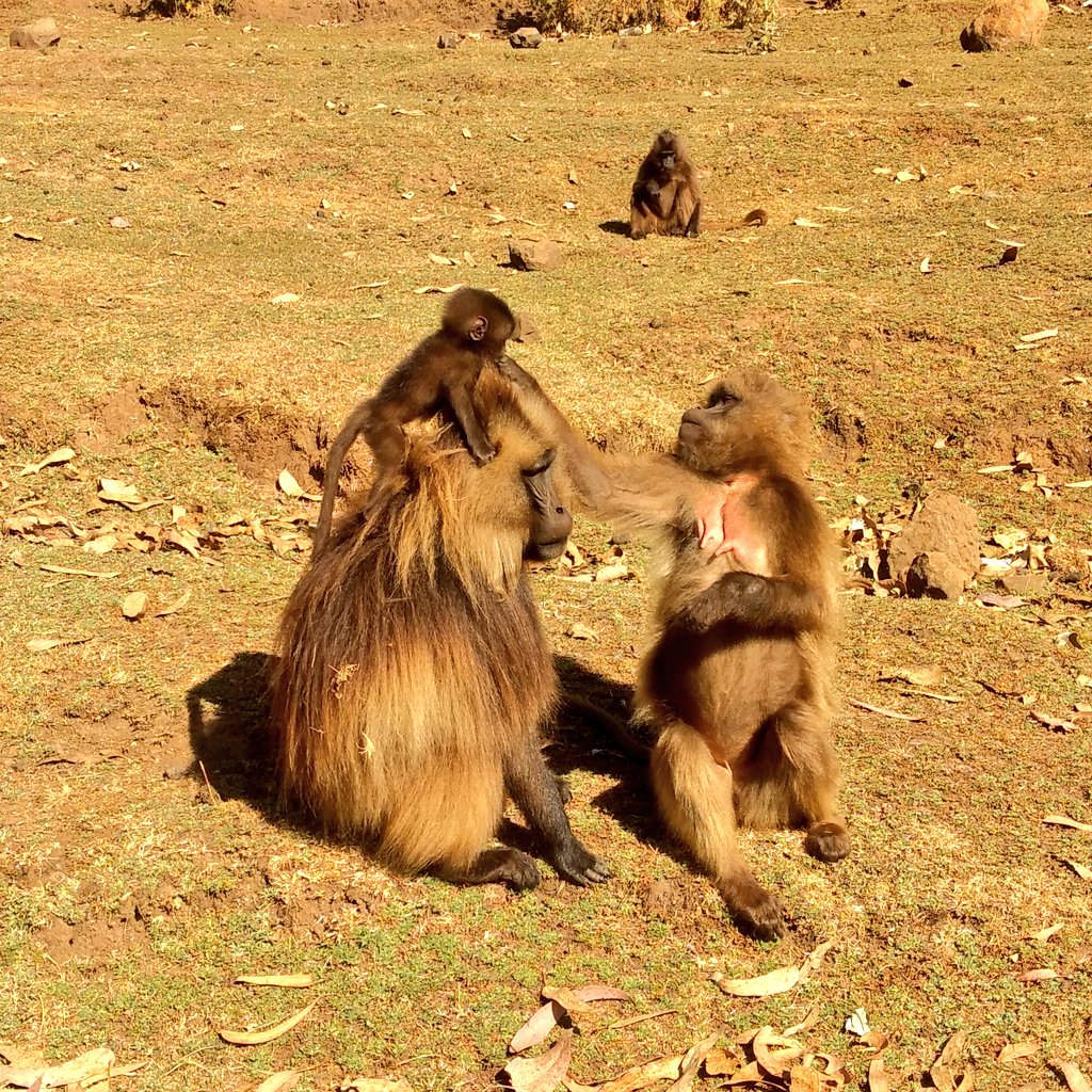scarrera11's tweet photo. It's #SundayFunday for this #gelada baby! Dads make great jungle gyms ๐คฃ
#geladagroupie #yearwithgeladas #smgrp #monkeyingaround ๐ https://t.co/NFPb9BTF1B