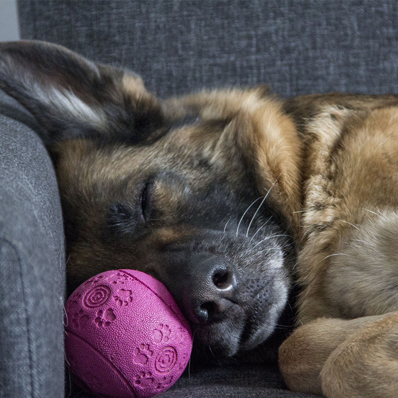 Snoozy Sundays are our favourites! What's the funniest position you've found your dog sleeping in?