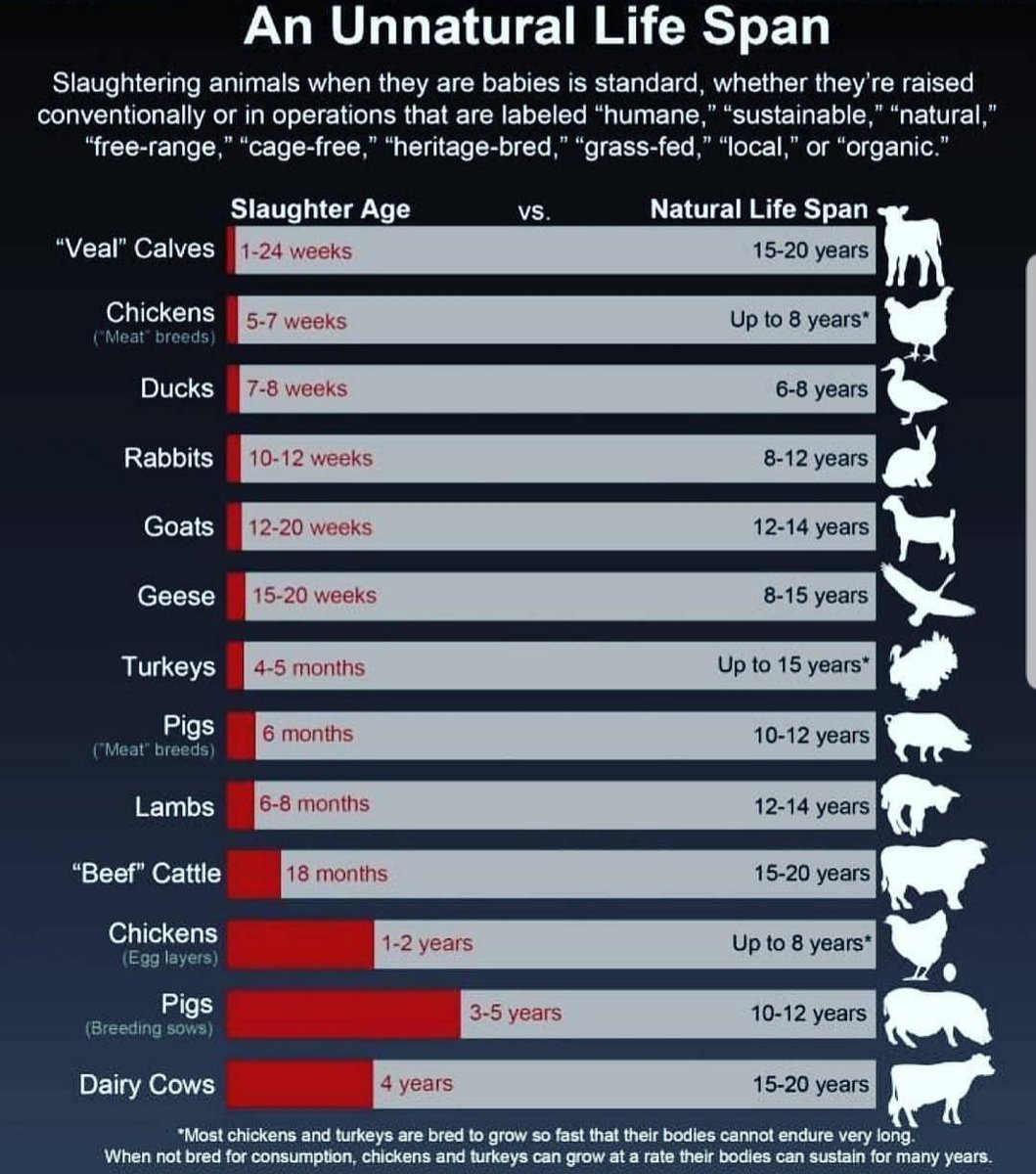 Grahanimal's tweet photo. @MeatyMarch2020 We have no need to consume animal products so why cause intentional suffering and death. Killing sentient beings just because we can is cruel.

Stop killing babies. 

#no2meat #GoVegan #StopAnimalCruelty #ClimateCrisis #MeatyMarch https://t.co/Nx2dQ5r6zb