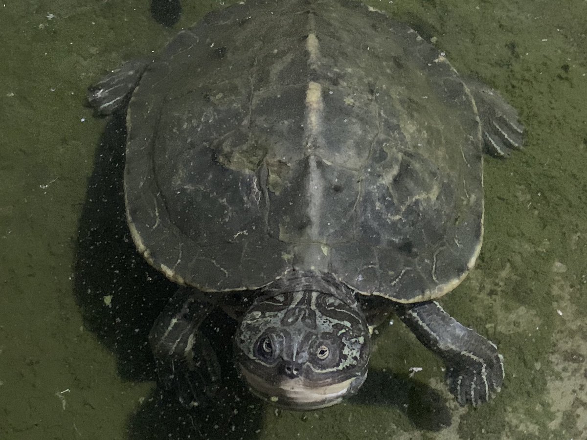 HkReptile's tweet photo. #カメ #亀 #アルビノ #爬虫類 #爬虫類好きさんと繋がりたい #mapturtle https://t.co/RtwNHhCXcw