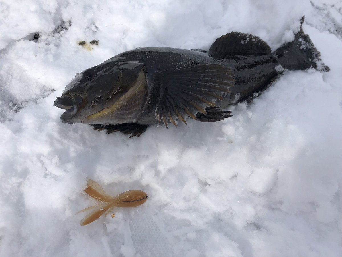 甲斐 隆之介 今日は先週のリベンジ釣行 恐ろしいくらい釣れました 笑 ファイボス3インチ のリアクションからのフォールがハマって合計9本 この時期の小樽界隈では超上出来かなと思います Jackall ファイボス リボルテージ T Co