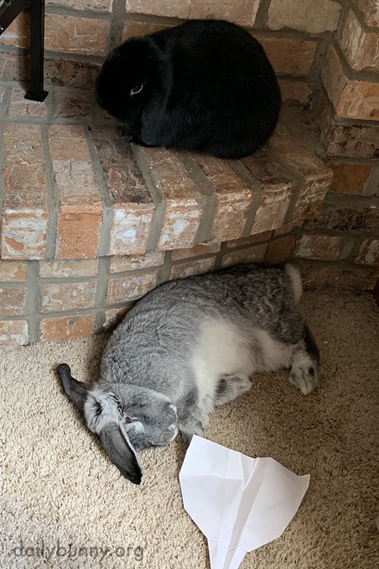 TheDailyBunny's tweet photo. Bunny plays along with human's paper plane "attack" https://t.co/kylkUaTQqF https://t.co/IBalH7BAnf