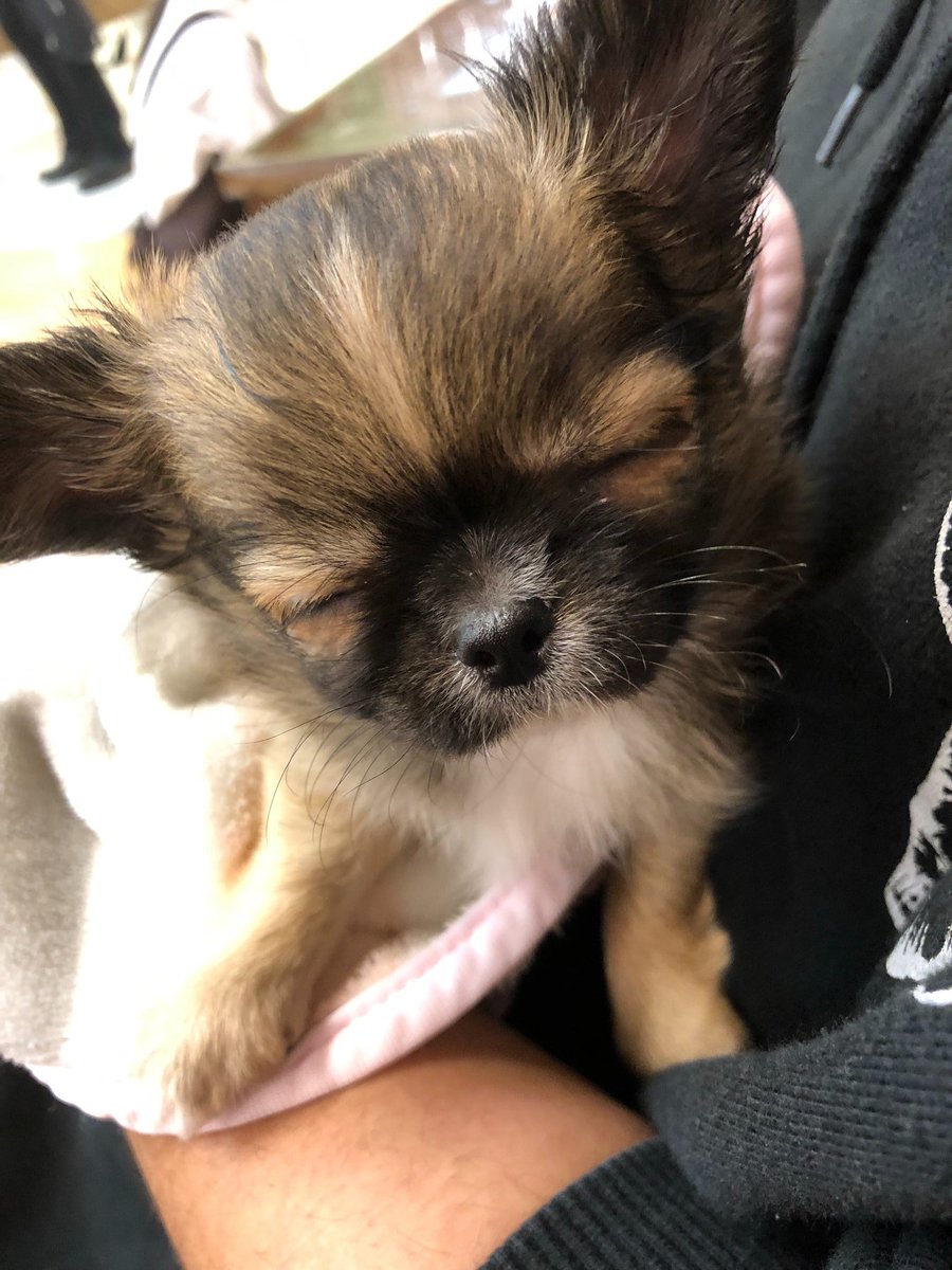 mukuro_010_'s tweet photo. 新しい家族が増えました

名前は
ちくわ

くっそかわいい https://t.co/HwgXtGI1VY