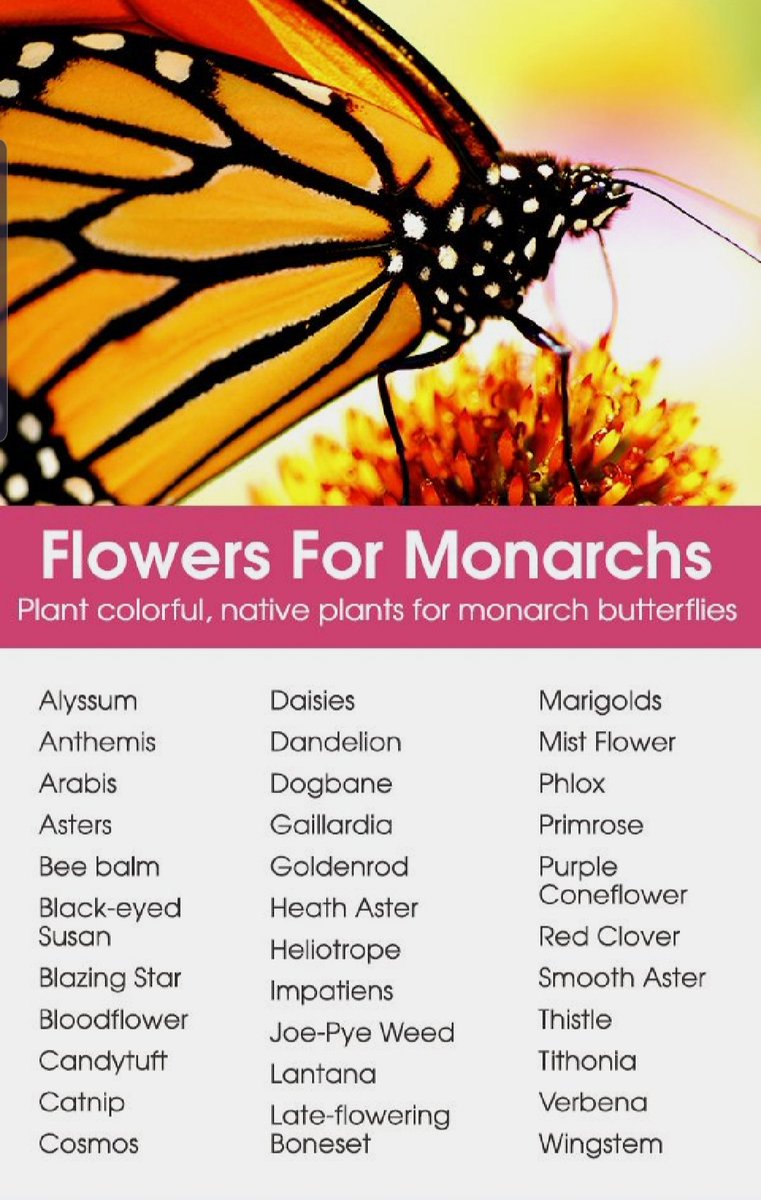 #spring #butterflies #monarch