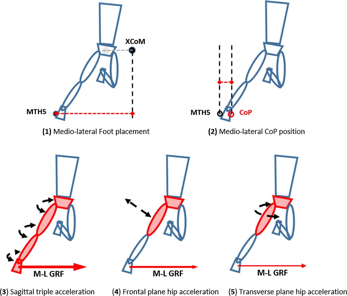 Whole-body dynamic stability in side cutting: implications for markers of lower limb injury risk and change of direction performance
sciencedirect.com/science/articl…
#biomechanics