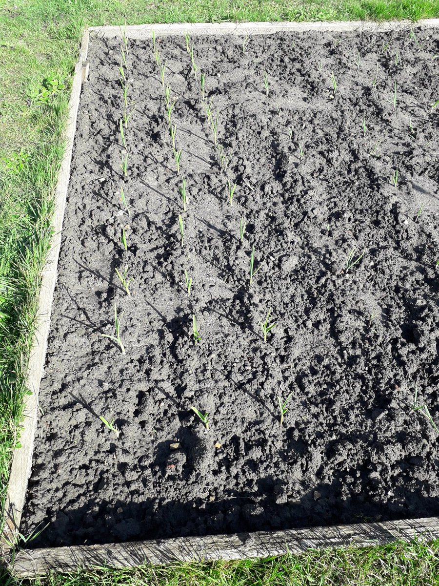 BDBFood's tweet photo. Quality family time at the allotment. Onions, garlic, carrots, parsnips and radishes are in. Potatoes next. @BDBFood #Sustainableliving #WellbeingMyTopPriority #ReducingFoodMiles https://t.co/KLZ95ALVQt