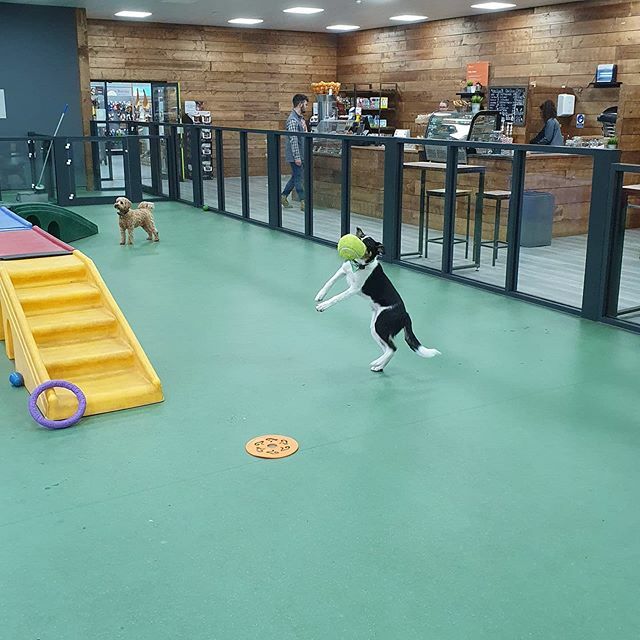 LifeAsACollie's tweet photo. Here for my weekly visit to @petplaceuk #HappyDog #BorderCollie #MurphyAdventures #ActionShot #BallCatch https://t.co/sGLVVJxJXR