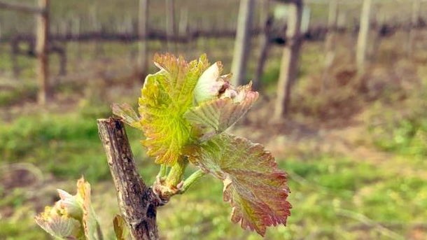 montebarbo's tweet photo. Começa um novo ciclo no Monte Barbo. A natureza sempre a mostrar-nos a sua perfeição. #montebarbo #proencaanova #beirainterior https://t.co/KhOAcwqiN2