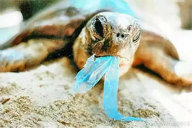 Planet_Matter's tweet photo. we need to make some changes. 1,shopping with their own environmental bag 2, carry reusable water bottle 3, go out with their own water cup 4, use reusable lunch box 5. try not to use plastic bags 6.use glassware to store food. Only ourselves can save the earth. https://t.co/jt1Eas6riM