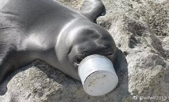 Planet_Matter's tweet photo. we need to make some changes. 1,shopping with their own environmental bag 2, carry reusable water bottle 3, go out with their own water cup 4, use reusable lunch box 5. try not to use plastic bags 6.use glassware to store food. Only ourselves can save the earth. https://t.co/jt1Eas6riM