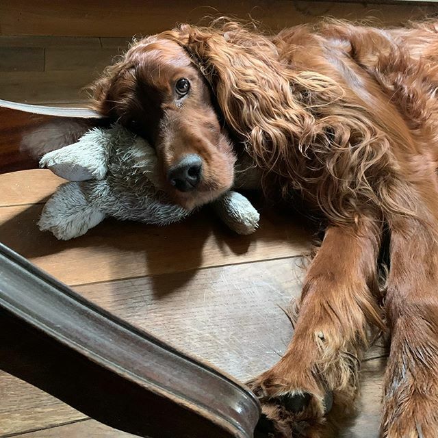 EdwardtheSetter's tweet image. Edward and Sam just spent two nights in kennels. They had a fine time but apparently a bit tired, Edward is sleeping on his toy under a chair for some reason. #edwardthesetter #home