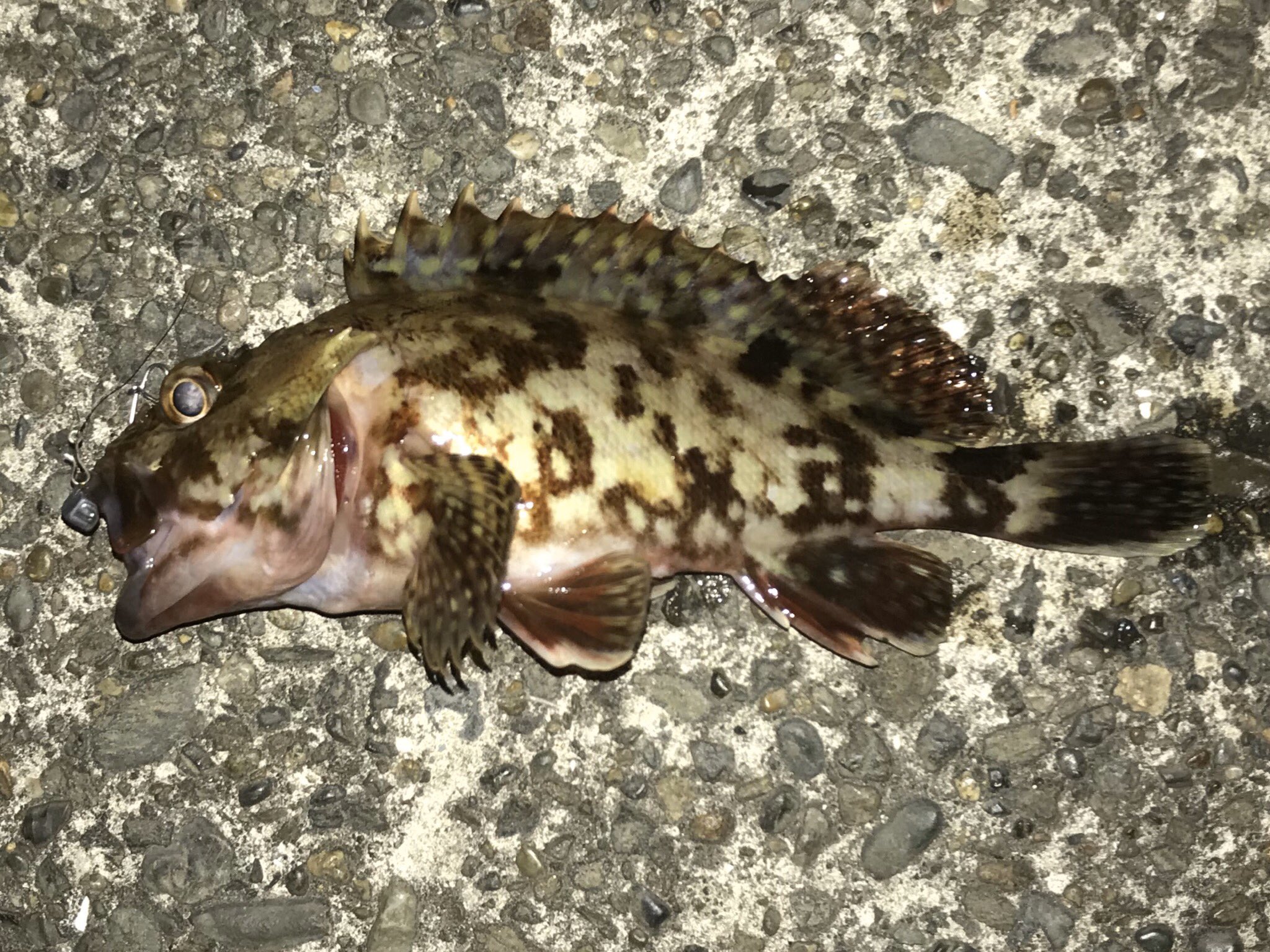 Tn 久しぶりのオカッパリでふれーゆアジング なのにカサゴ このアジング ロッドでアジ釣ったことないんですけど