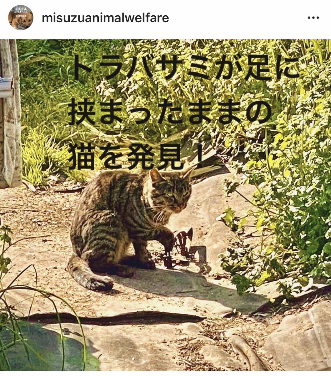 instagram.com/misuzuanimalwe…