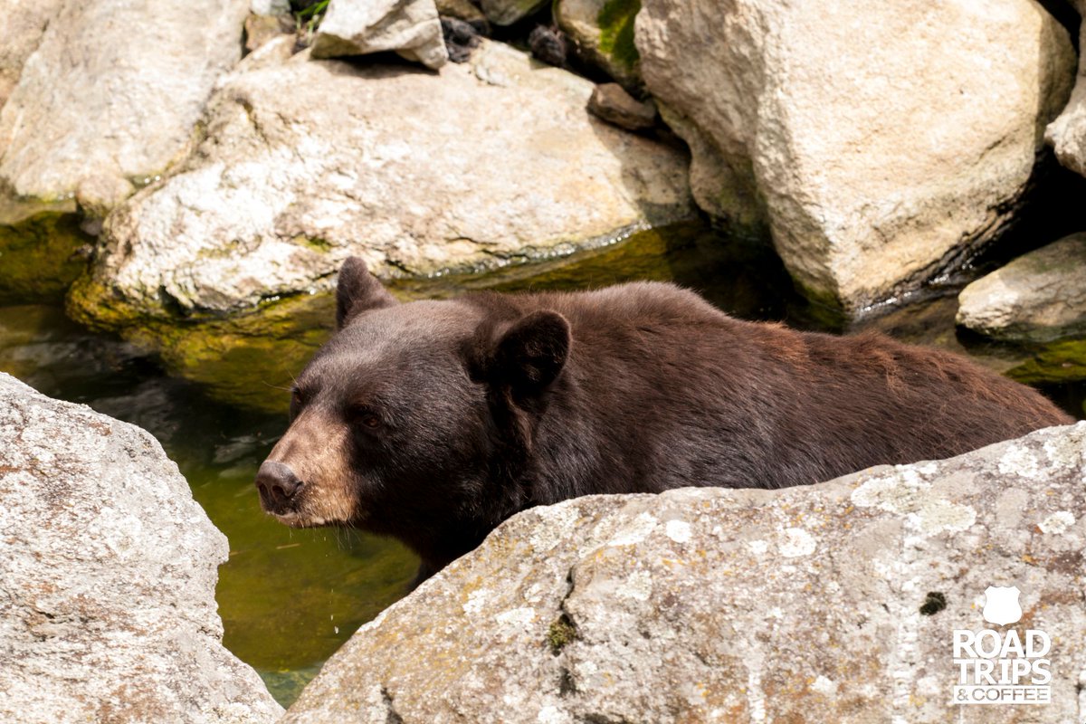 RoadTripsCoffee's tweet photo. Are you brave enough to walk across the Mile High Swinging Bridge in #NorthCarolina? If not you could always just go for a hike, watch the animals, or get some fresh fudge! @VisitNC @GrandfatherMtn  #travel #GoForaDrive

Read more here: https://t.co/U8p2bsbvTi https://t.co/m9f9IPMoBA