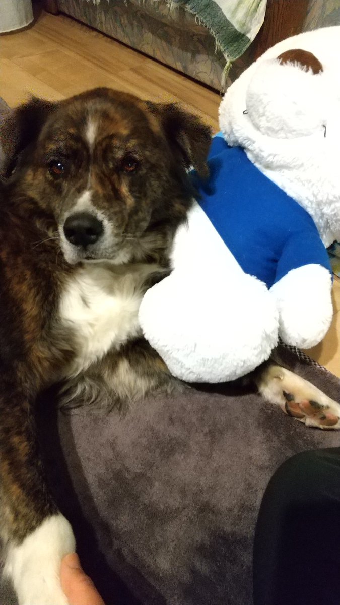 てんきち 毎晩 眠たくなると 寝かしつけを要求するてん 朝までしばらく会えないから 寂しいんだな 肉球マッサージ デカデカプー枕 おやすみ 琉球犬ミックス