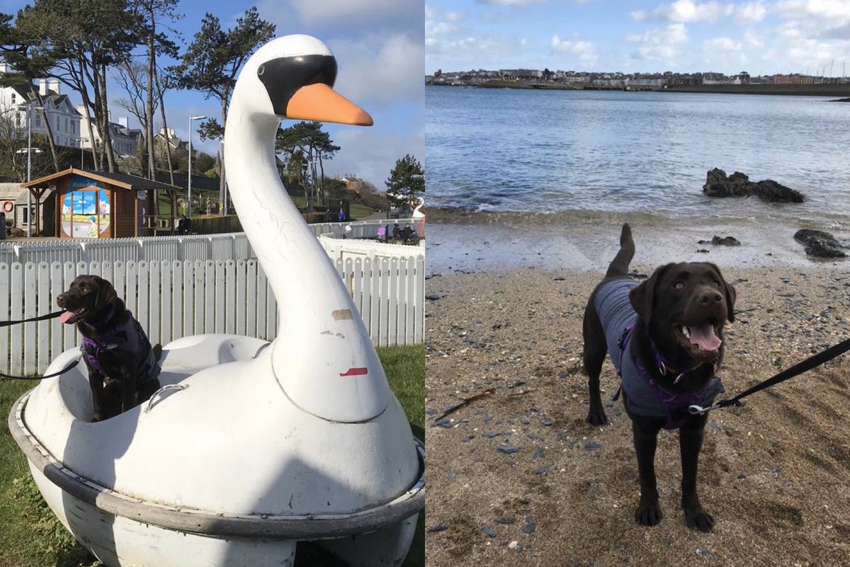 Miss Abby #missabby #abby #labrador #lab #chocolatelabrador #labpuppy #puppy #chocolatelabpuppy #chocolatelabpup #pickiefunpark #swan #beach #bangor #northernireland
