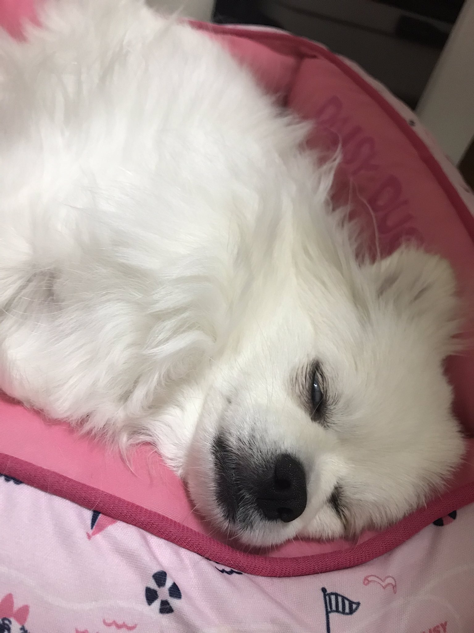 みゆ Puuu Mildy Twitter