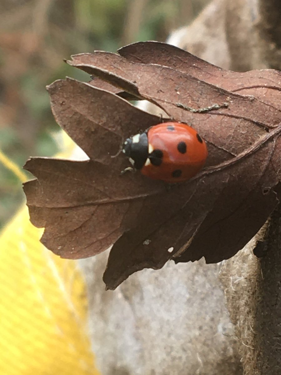 Baydons Meadow tweet media