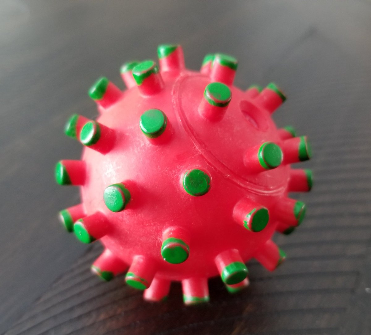 cotgreen's tweet photo. Everyone can stop panicking over the Corona Virus. Our dog is currently using it as a toy, and it appears to be benign. Also, it squeaks. (A fact not being reported in the mainstream media.) #coronavirus #endoftheworldasweknowitandIfeelfine #squeaktoy #itsjusttheflu https://t.co/y29ZN69db8