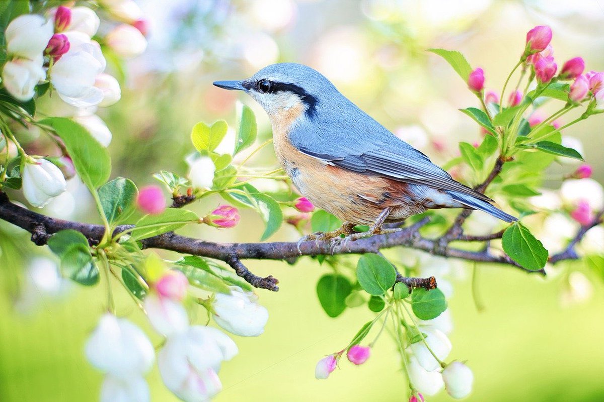 BusinessBee's tweet photo. #DrBeekaAcademy ‘One bird can herald #spring’ & the #DrBeekaCareerManifesto 5. Thou shall utilise the factors of production, #create products or services
6. Thou shall trade, buy & #sell (manufacture, create, develop, sell, #repeat) #Entrepreneur #LEAD #drbeeka.blogspot.com https://t.co/0bjEWeBLQr