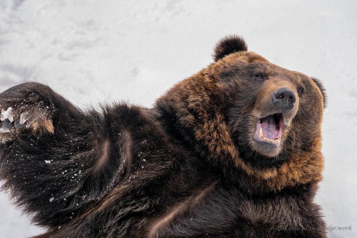 のぼりべつクマ牧場 Hashtag On Twitter