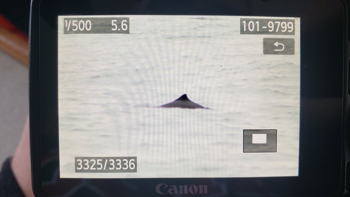 Fieldwork means cetaceans, and this Harbour Porpoise is just as amazing as any whale (in my opinion)  #wildlifephotography  #mammalwatching