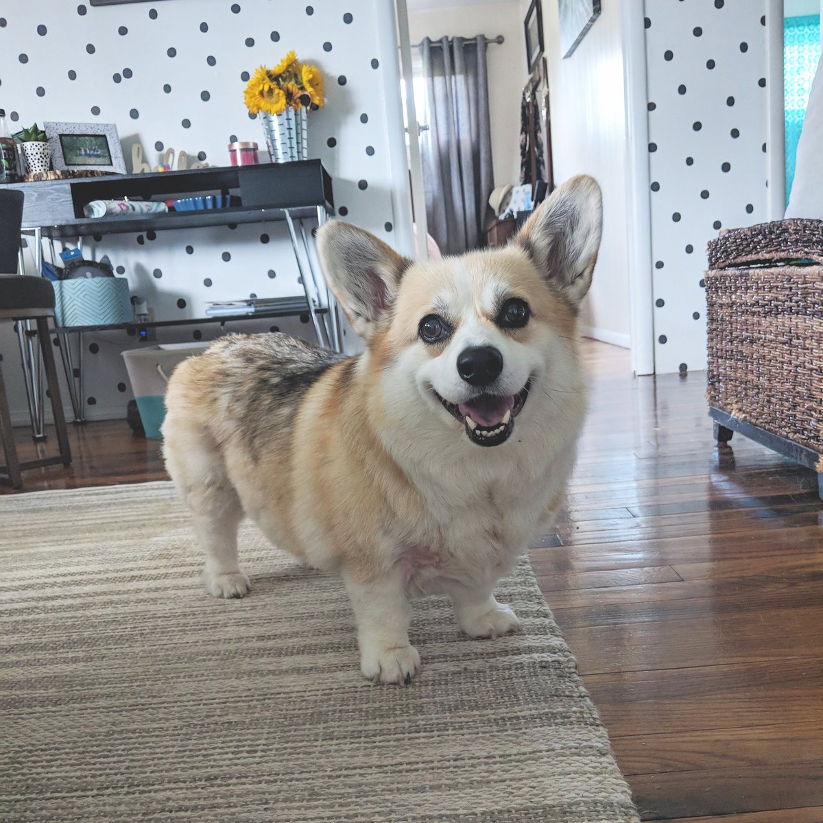 PBandCorg's tweet photo. She just wants you to throw her red ball 🥰 https://t.co/lIyYJAnGey