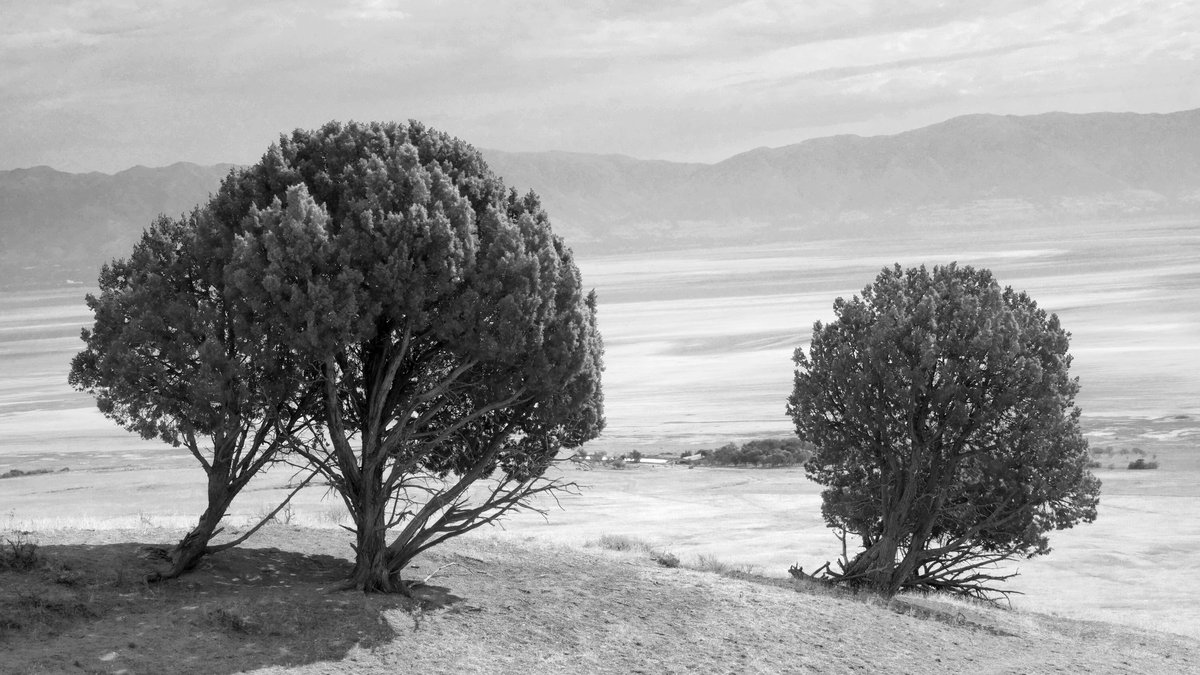 Juniper trees on Antelope Island. Fielding Garr Ranch in between. #blackandwhitephotography #AntelopeIsland #monochrome #Utah #trees