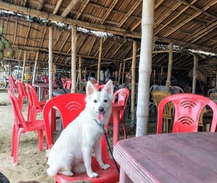 SaveenaLuck's tweet photo. @eyrahul This is Ginni. She was a woman in her past life. Ginni used to cook for her husband while she was menstruating. Once she cooked her husband and ate him as well! Now Ginni is reborn as #Kutri in #Goa and is enjoying her life at fullest. Be like Ginni. 😍 https://t.co/GTVr2qHynI