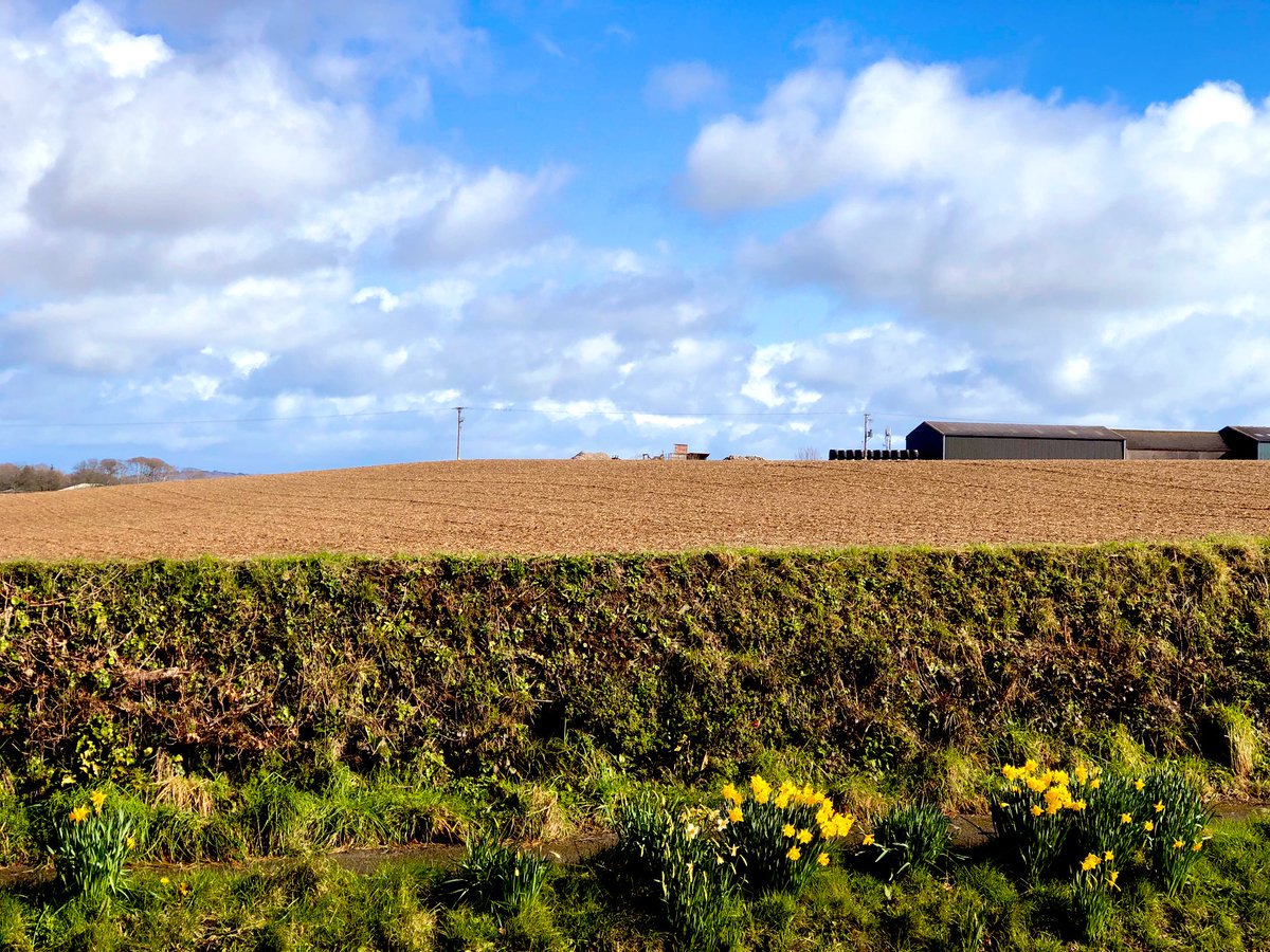 AshwinsofLooe's tweet image. #FirstDayOfSpring #Looe #Pelynt #Cornwall #Daffodils #ploughed #field