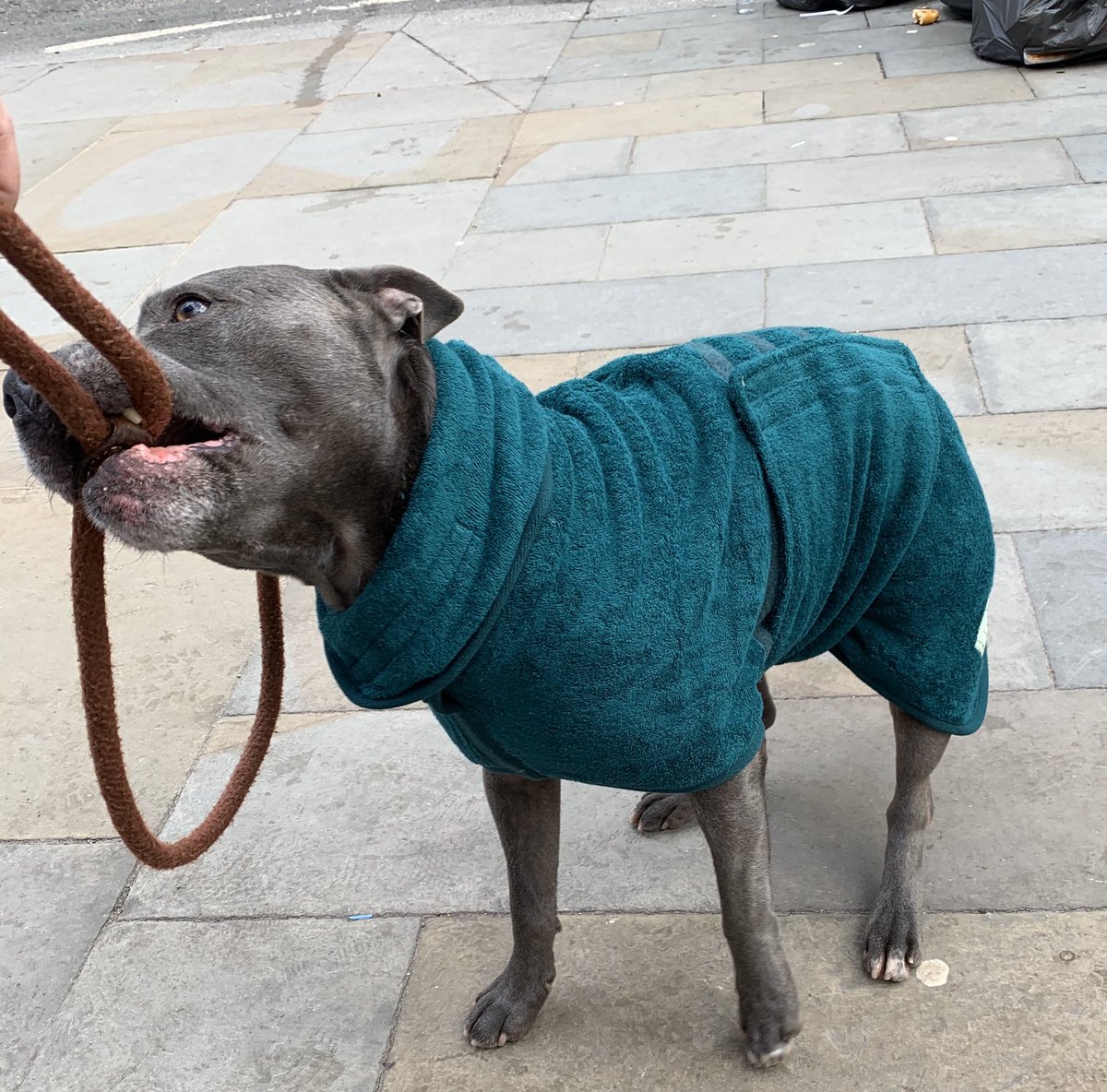 dotslondon's tweet photo. Mr B modelling his new @RuffTumbleCoats towelling drying coat. Today we were joined by Ruff &amp; Tumble handing out their amazing coats to the dogs on the streets and helping us on the station 🧡 https://t.co/OOfhF3z1W7