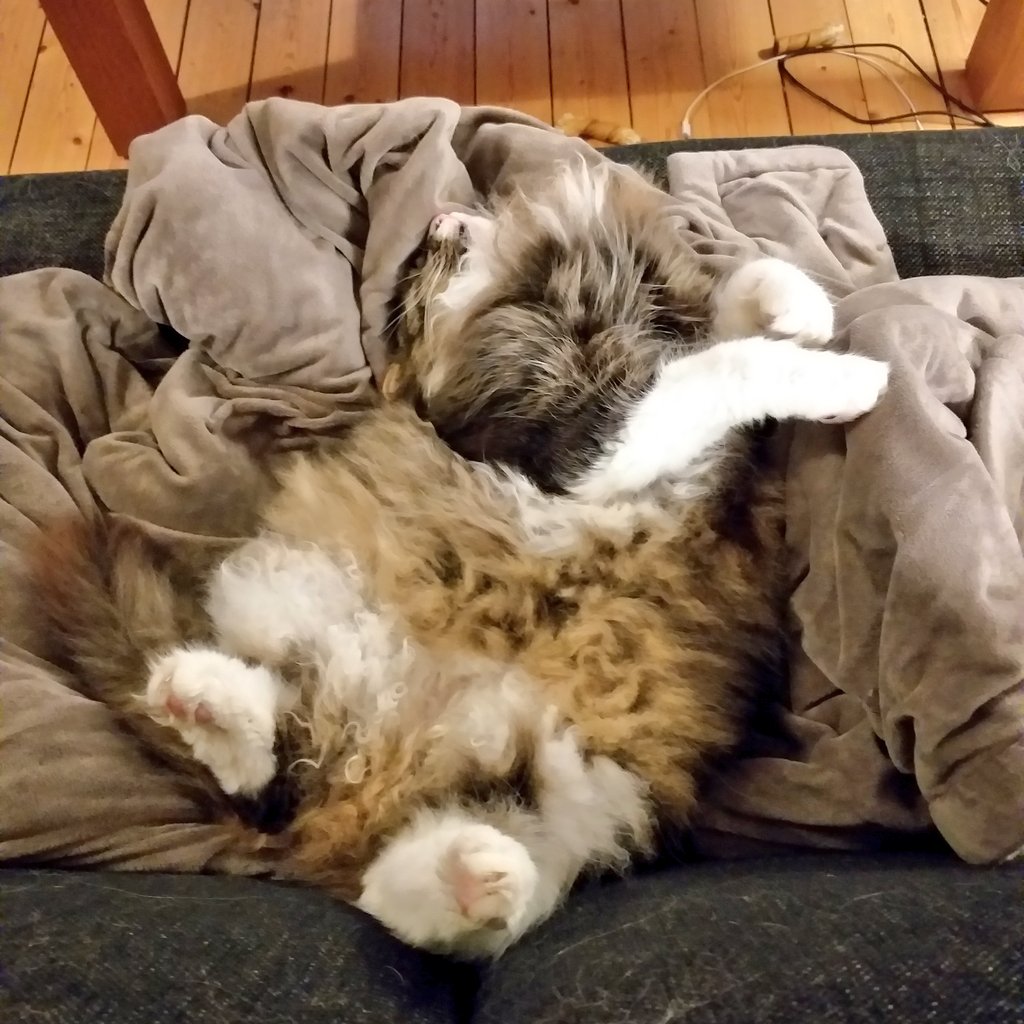 MattisRally's tweet photo. belly floof https://t.co/n9ly9zmY61