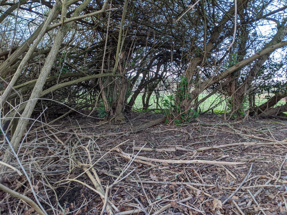Sea scouts spent the afternoon clearing litter, rubble and household items dumped near Fountain Drive along the edge of Kings Mead near our scout hut. We even cleared the soil and leaves from collected on the edge of the road. Thanks Qualiturn for hiring the skip.