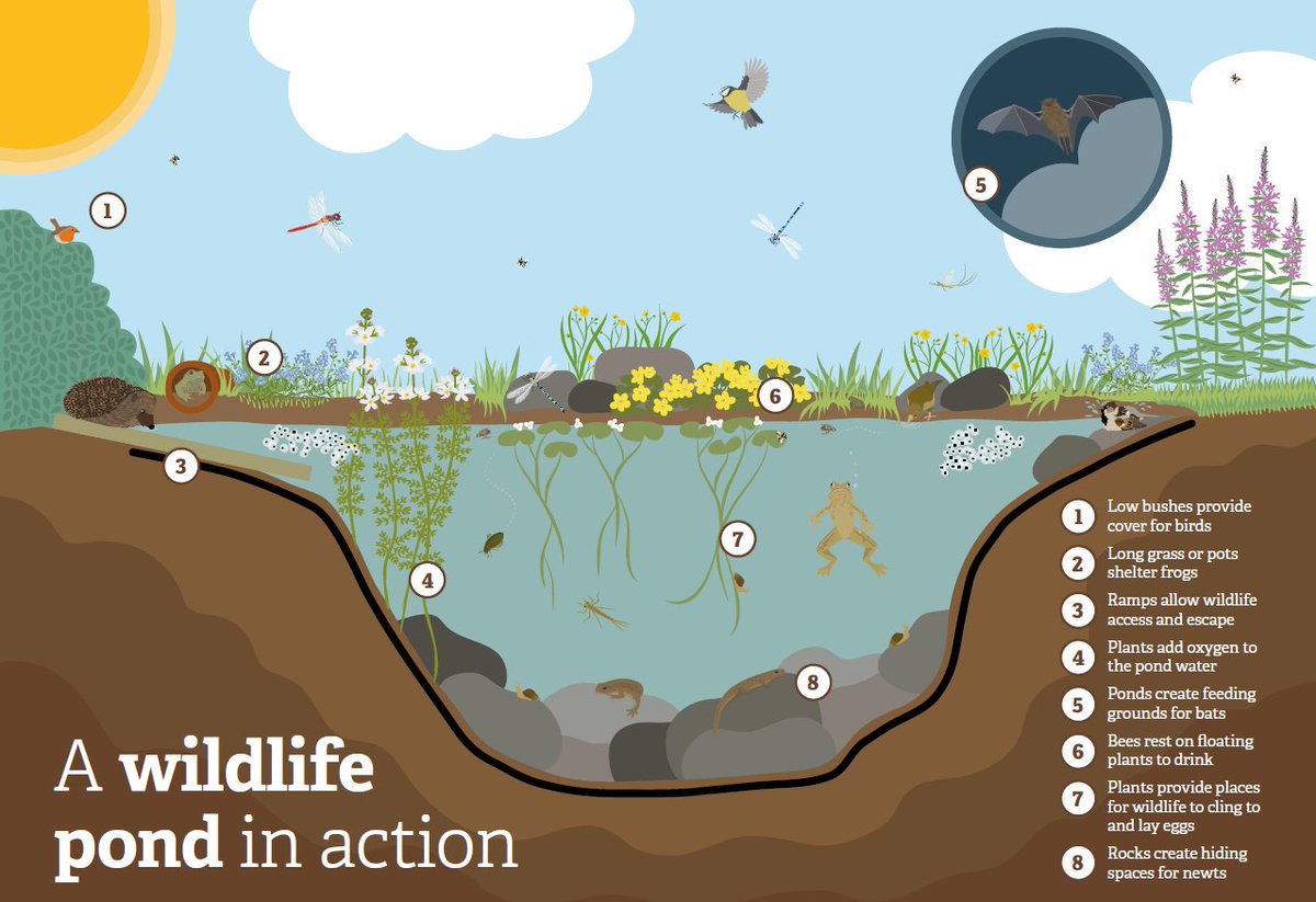 WildlifeTrusts's tweet photo. Create a pond: This is the single best way of attracting wildlife! Even a tiny container pond can attract a whole host of wonderful wildlife. Ensure there are shallow margins so wildlife can get in and out  🐸💦https://t.co/uHBA8OvoLl https://t.co/YhcUhbvRGt