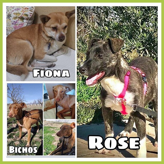 🆘Estos 3 peludos se quedan sin acogida ya de ya...están acostumbrados a estar en casa, es una gran faena llevarlos a una residencia ya que han conocido el calor de una casa... .
.
🔹Estan en Granada. .
.
✔️Son aptos con otros perros, no dan ruido. .
.… ift.tt/39k1Jc8