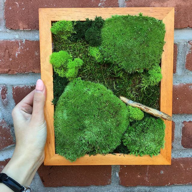 Mini Moss Walls available at @ghirardellisquare! These maintenance-free pieces of art spruce up any wall in your home because they require no light OR water! 💚 Get yours today 🏁
.
.
.
.
.
.
.
.
.
.
.
#mosswall #mossart #moss #livingwall #plantart #pr… ift.tt/39gxl2i