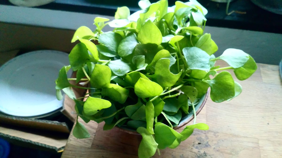 Dieser Postelein hat sich wild auf unserem Balkon breit gemacht. Finden wir klasse, ähm lecker! 😋