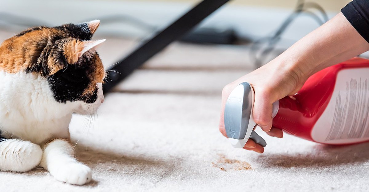 PacesetterSask's tweet image. 🐈How to Keep Your Carpet In Top Shape hubs.ly/H0n9JSL0  #carpetmaintenance #carpettips #petsandcarpet #pacesetterhomesregina #homemaintenancetips