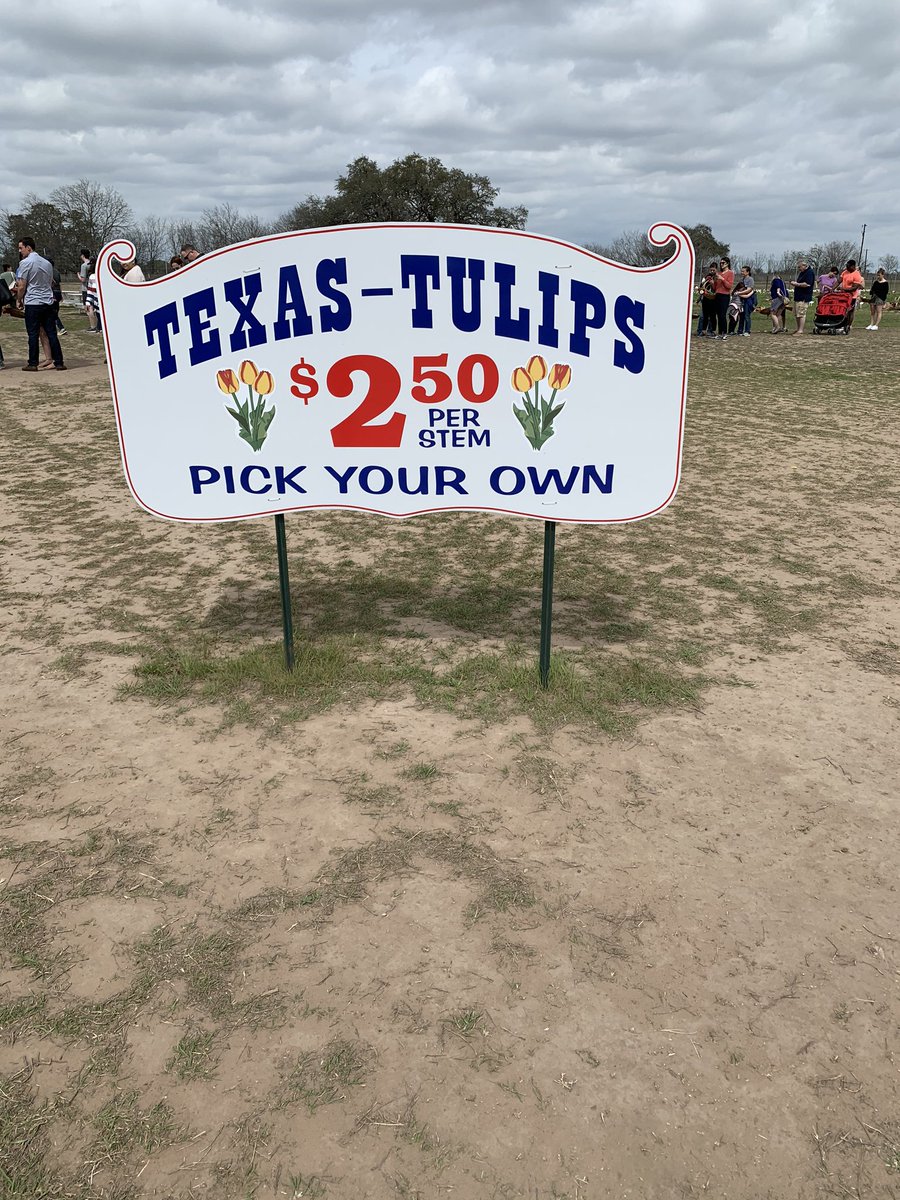 WEMBANTONIO210's tweet photo. TEXAS TULIPS ☺️ https://t.co/aMIQLN8L5q
