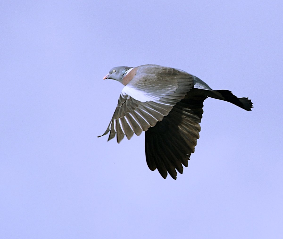 wildscribbler1's tweet photo. Pics of my favourite sporting bird taken today in a strong wind. A day when it was best to leave the gun in the cabinet and pick up a camera. Is there any faster bird than a woodie with a #StormJorge on its tail? #shooting #hunting @BASCnews @ShootingTimes @CountrymansW https://t.co/DZRTat7TjS