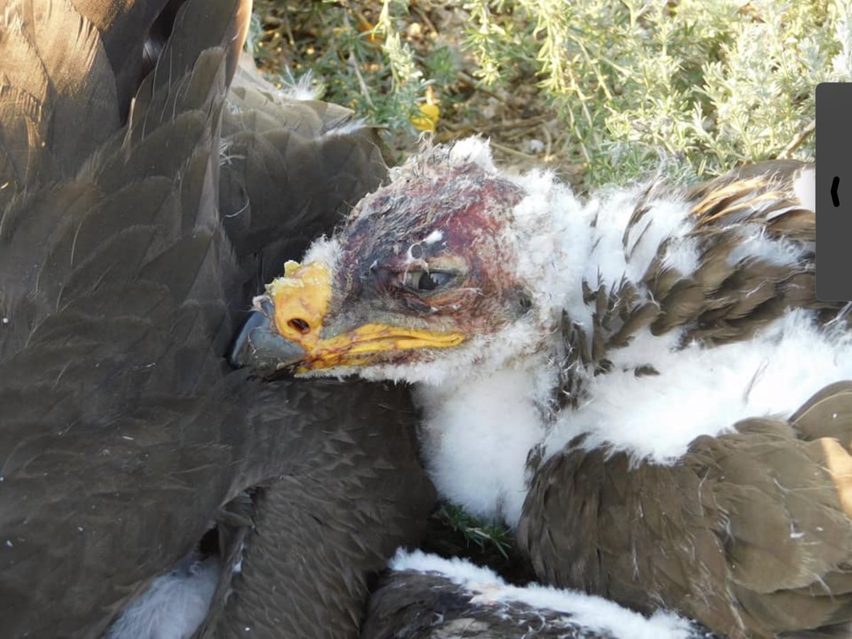 TommySaunders19's tweet photo. Thank you to everyone who has already donated to our @flywaychampions team, the @ZeissShrikes! Please can you spare any change and donate it to the link below.

https://t.co/KMmHvTGsMy https://t.co/7viWILFMyl