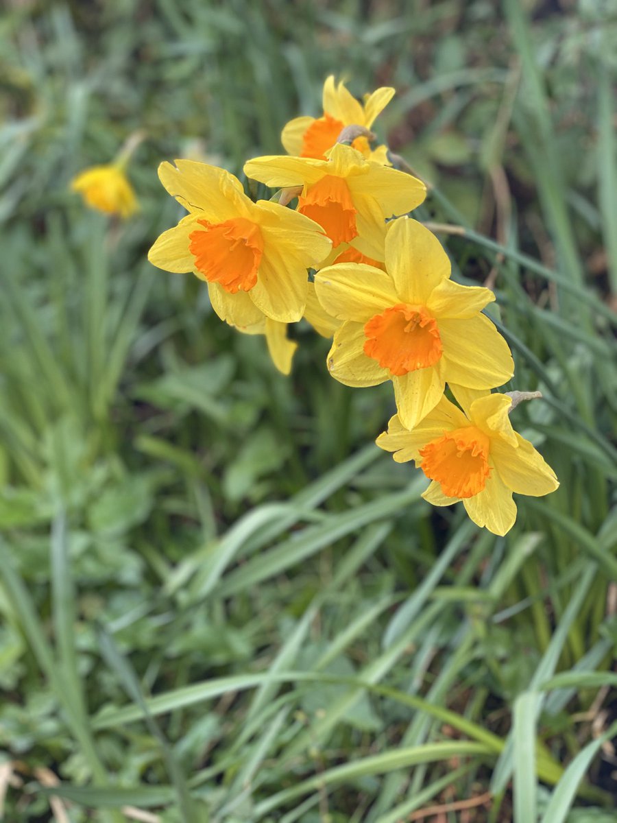 French4Kids_LCF's tweet photo. Dydd Gŵyl Dewi Hapus 🏴󠁧󠁢󠁷󠁬󠁳󠁿 joyeuse fête de la Saint David 🏴󠁧󠁢󠁷󠁬󠁳󠁿 https://t.co/S6Hg8oV0cd