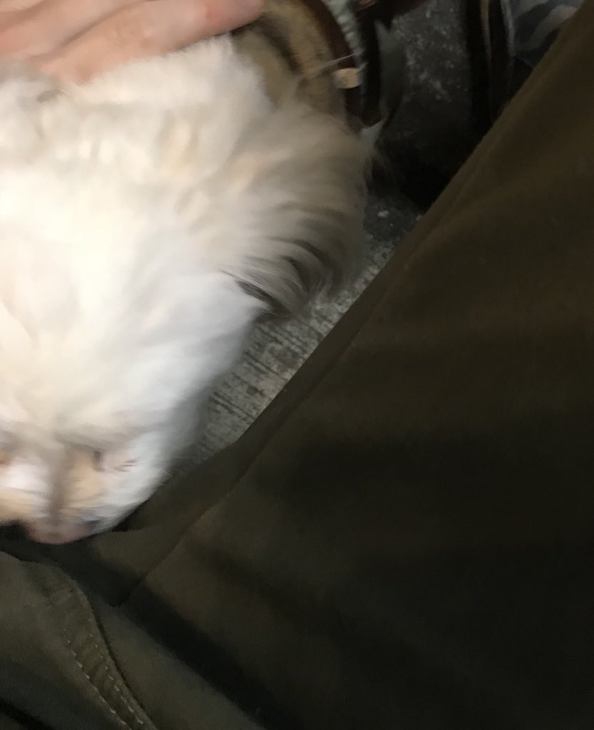 続々々・犬 