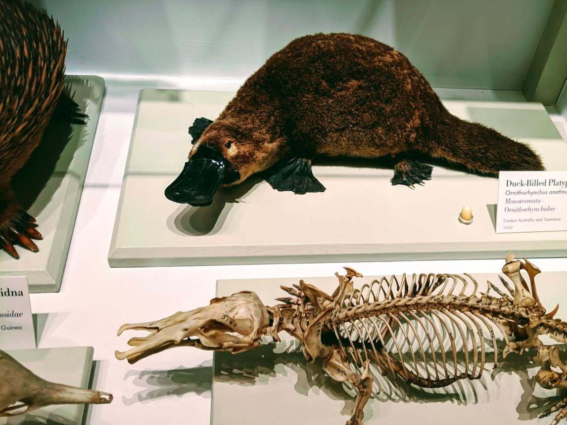 Researchat 研究雑談podcast カモノハシ お前クチバシの中 そんな骨格になってたのか T Co S6kiilijuy Twitter