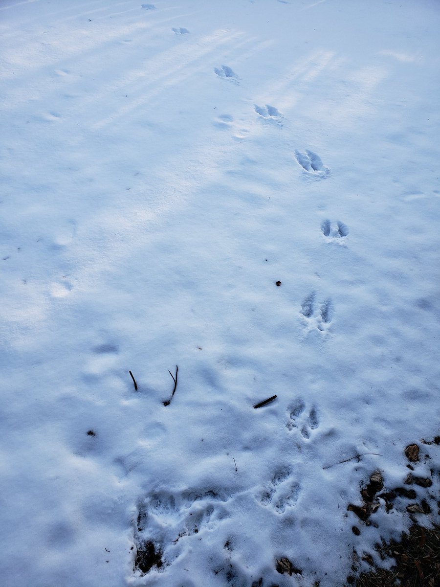 Dawnisoutside's tweet photo. Attended a wonderful workshop at Ecosource with Rob Ridley and Canadian Wildlife Federation and came home to see these tracks. #learningoutdoors #canadiananimals https://t.co/P1YDz5hBcU