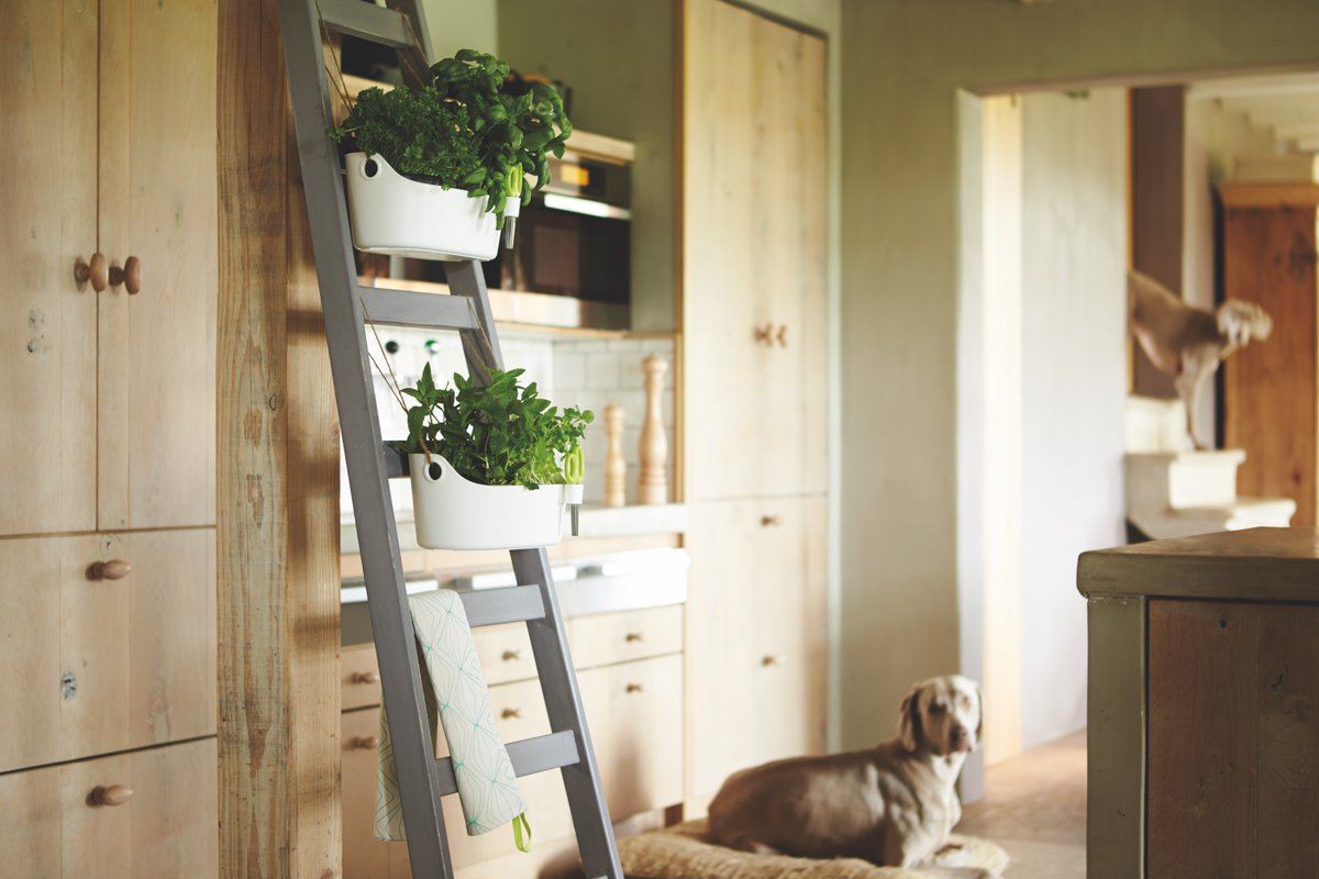 easy_agency's tweet photo. Sunday’s are for sleeping and eating. Elho's indoor Brussels herb station is the perfect addition to every home. 100% recyclable and with stainless steel scissors included, the perfect solution for keeping your herbs handy.
#easyagency #elho #giveroomtonature #plant #sundayfeels https://t.co/9yCgRV4Sik