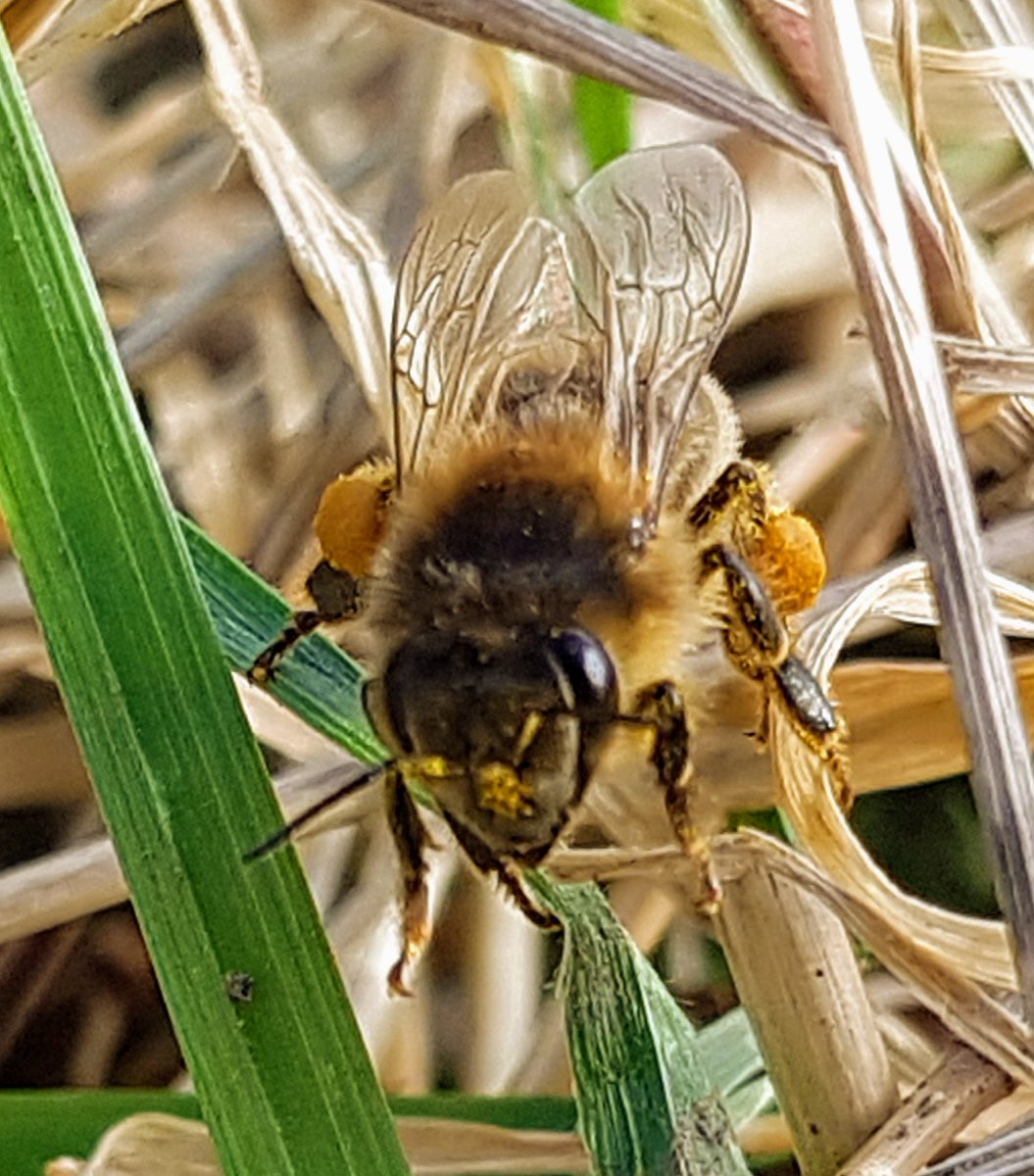 BeeingF's tweet photo. This beauty landed at my feet this afternoon in Wix. Obviously found a good source of early pollen. Which is great news. Craig said our bees returning to the hives had the same pollen. #SaveTheBees https://t.co/m5ouqo2IYS
