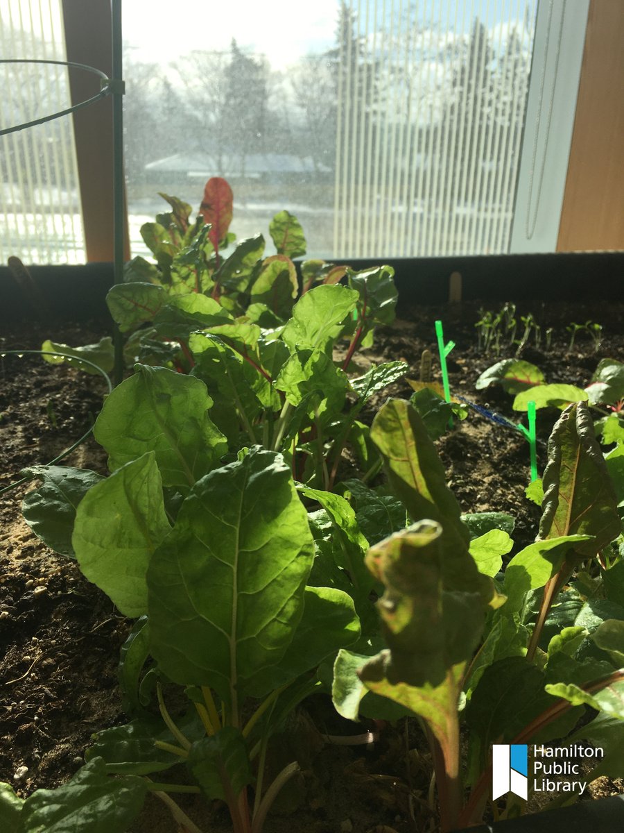 HamiltonLibrary's tweet photo. It's been so cold out lately, but things are looking warm and toasty in our teaching gardens at the #HPLWaterdown Branch! #HamOnt #libraries #librariestransform https://t.co/vjHXXu2Hqq https://t.co/niFWzmYvjg
